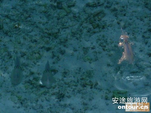 马尔代夫双鱼岛