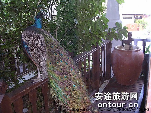 马来西亚绿中海